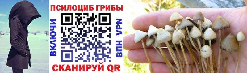 купить наркоту  Пучеж  Галлюциногенные грибы Psilocybine cubensis 